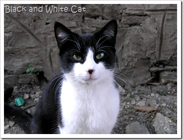 Black_and_white_cat